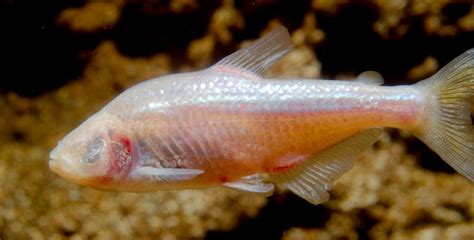 The cavefish Astyanax mexicanus .